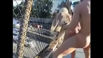 Hardcore Oral And Pussyfucking In Public Park